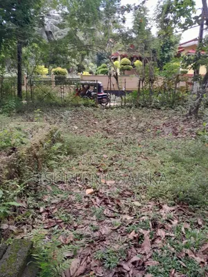 Land for Salewith Rubber Trees