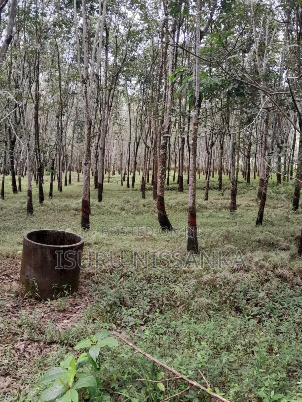 Land for Salewith Rubber Trees