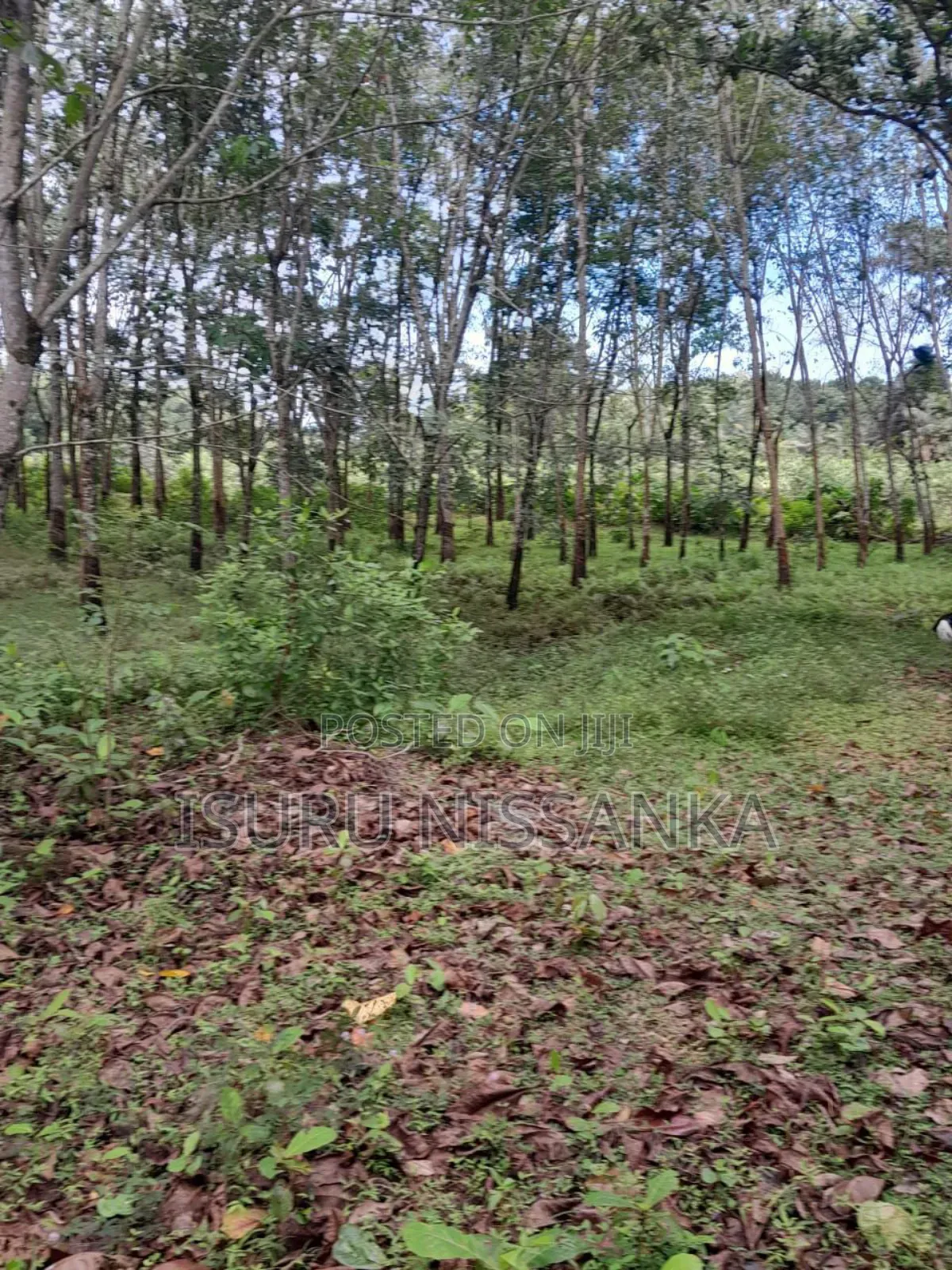 Land for Salewith Rubber Trees
