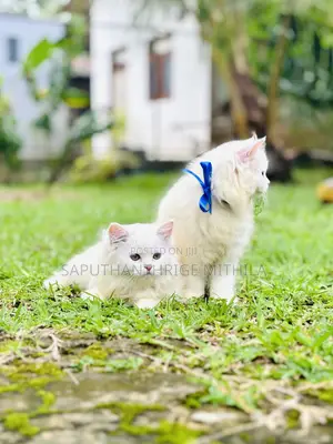 Photo - 1-3 months Male Purebred Persian