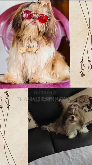 Photo - 1-3 months Male Purebred Shih Tzu