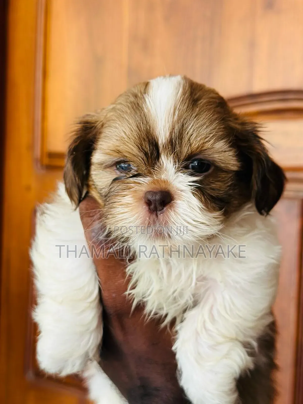 1-3 months Male Purebred Shih Tzu