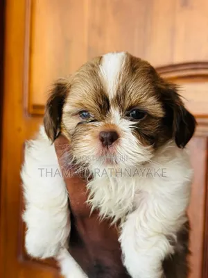 1-3 months Male Purebred Shih Tzu