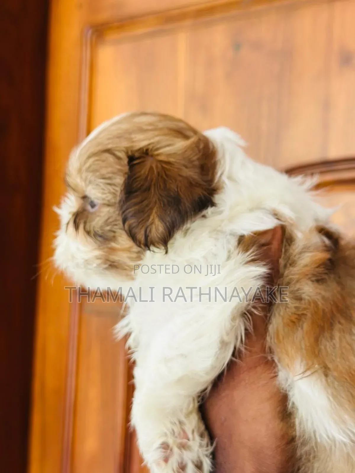 1-3 months Male Purebred Shih Tzu