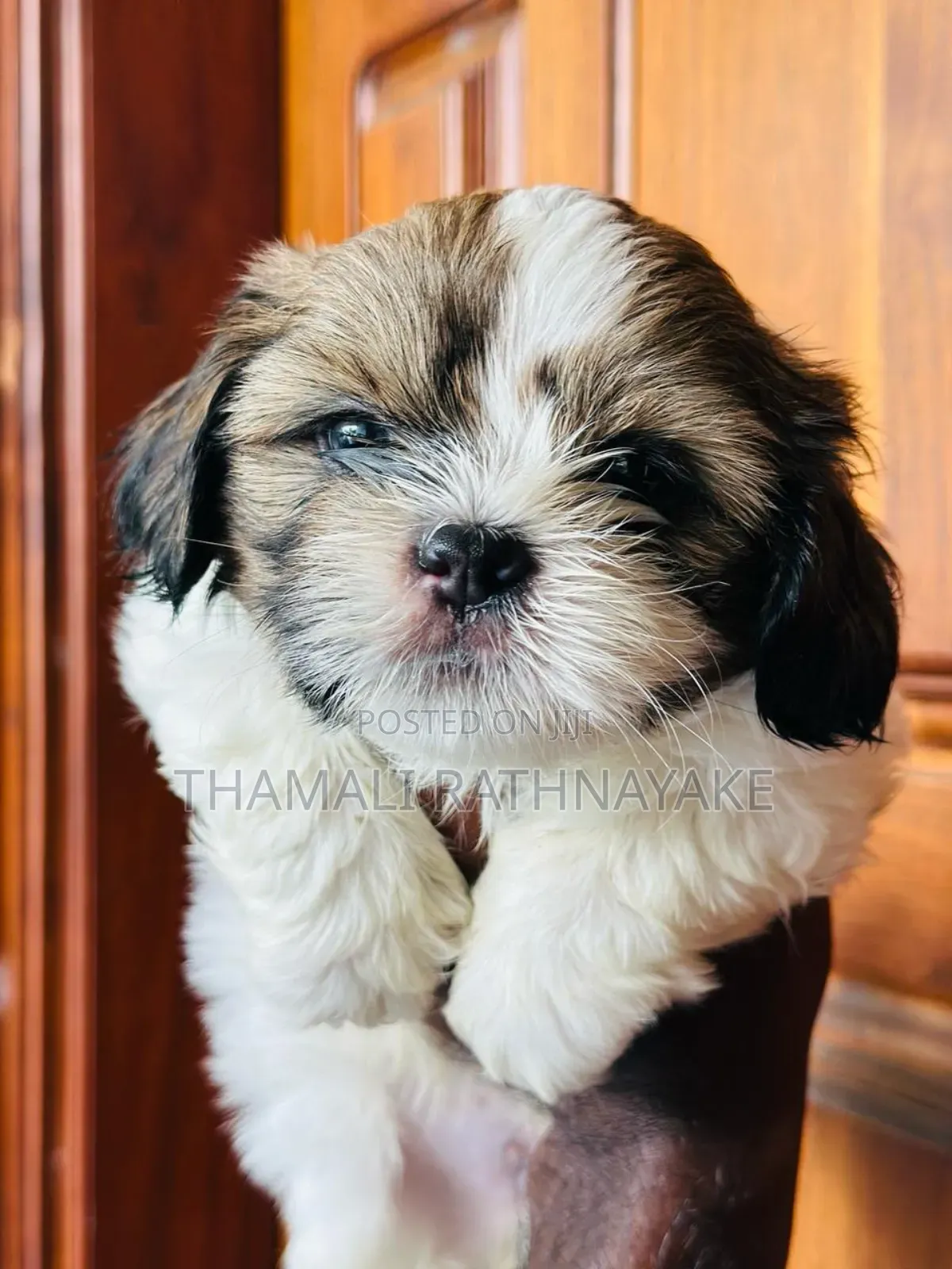 1-3 months Male Purebred Shih Tzu