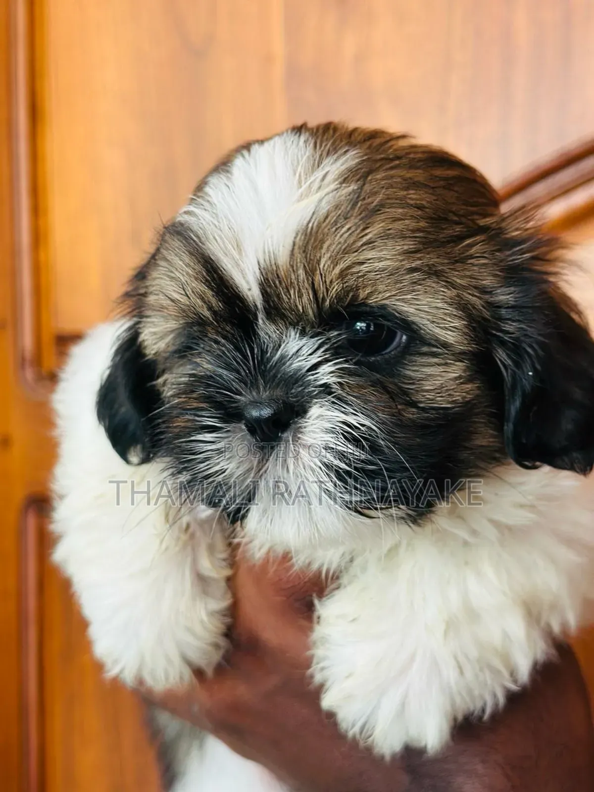 1-3 months Male Purebred Shih Tzu