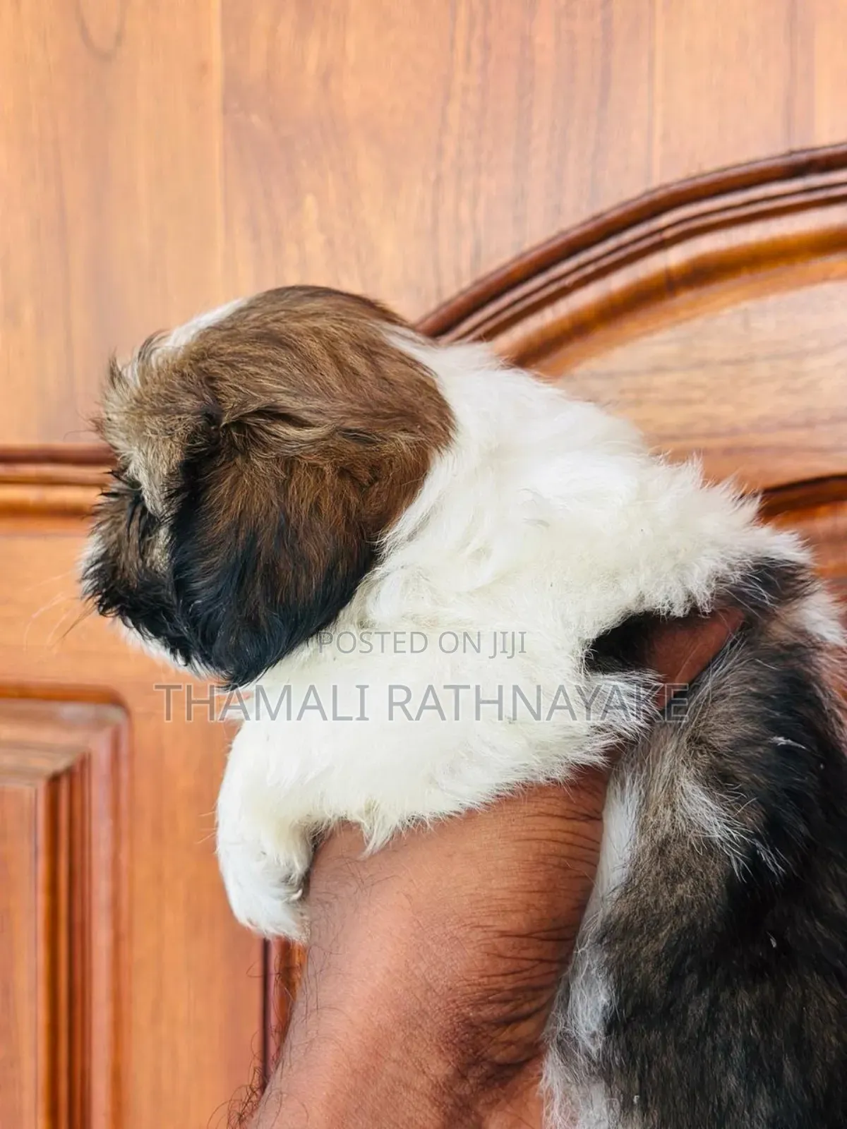 1-3 months Male Purebred Shih Tzu