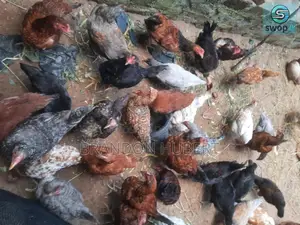 Photo - Village Hens