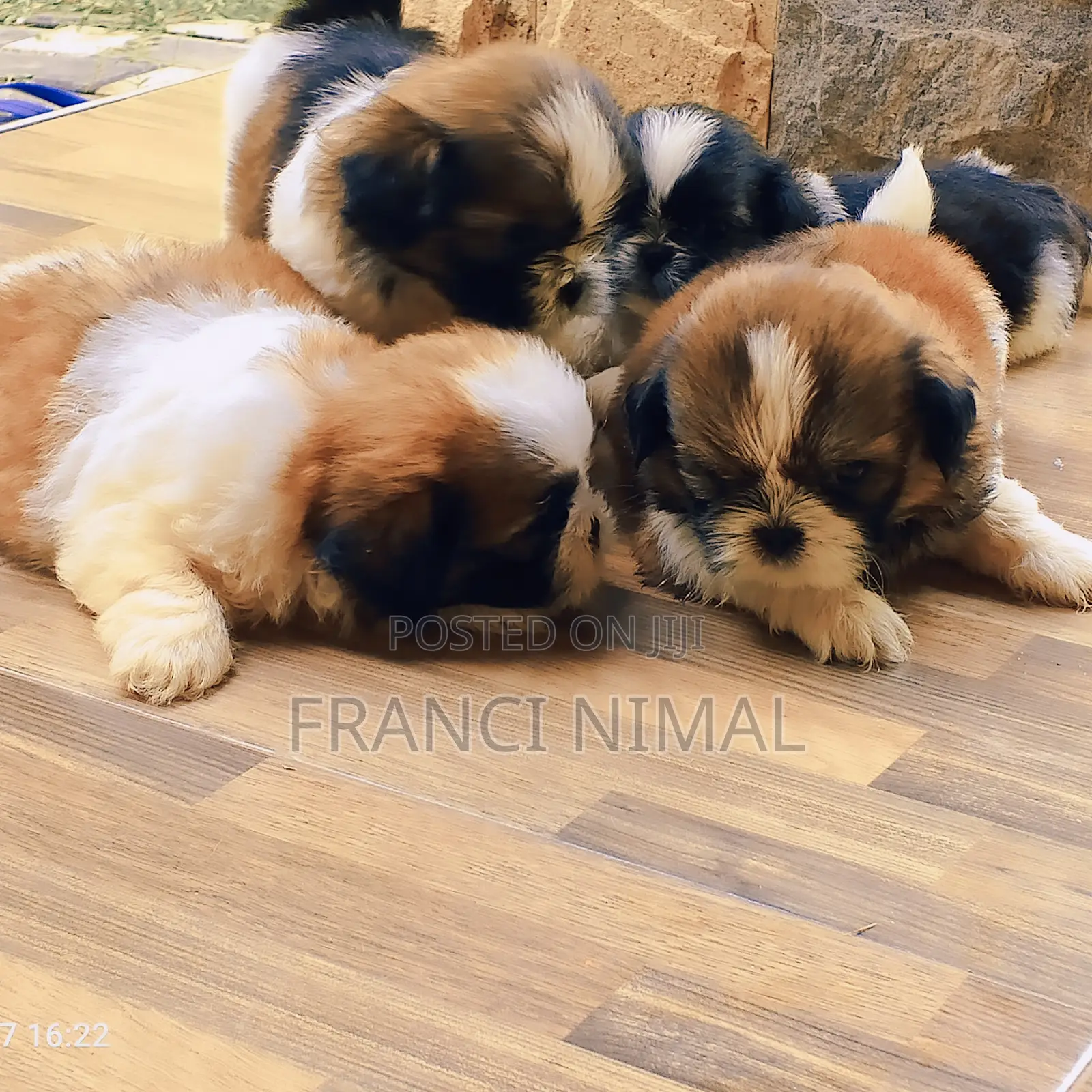 0-1 month Male Purebred Shih Tzu