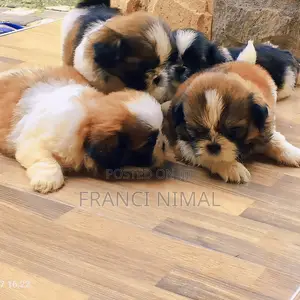 Photo - 0-1 month Male Purebred Shih Tzu