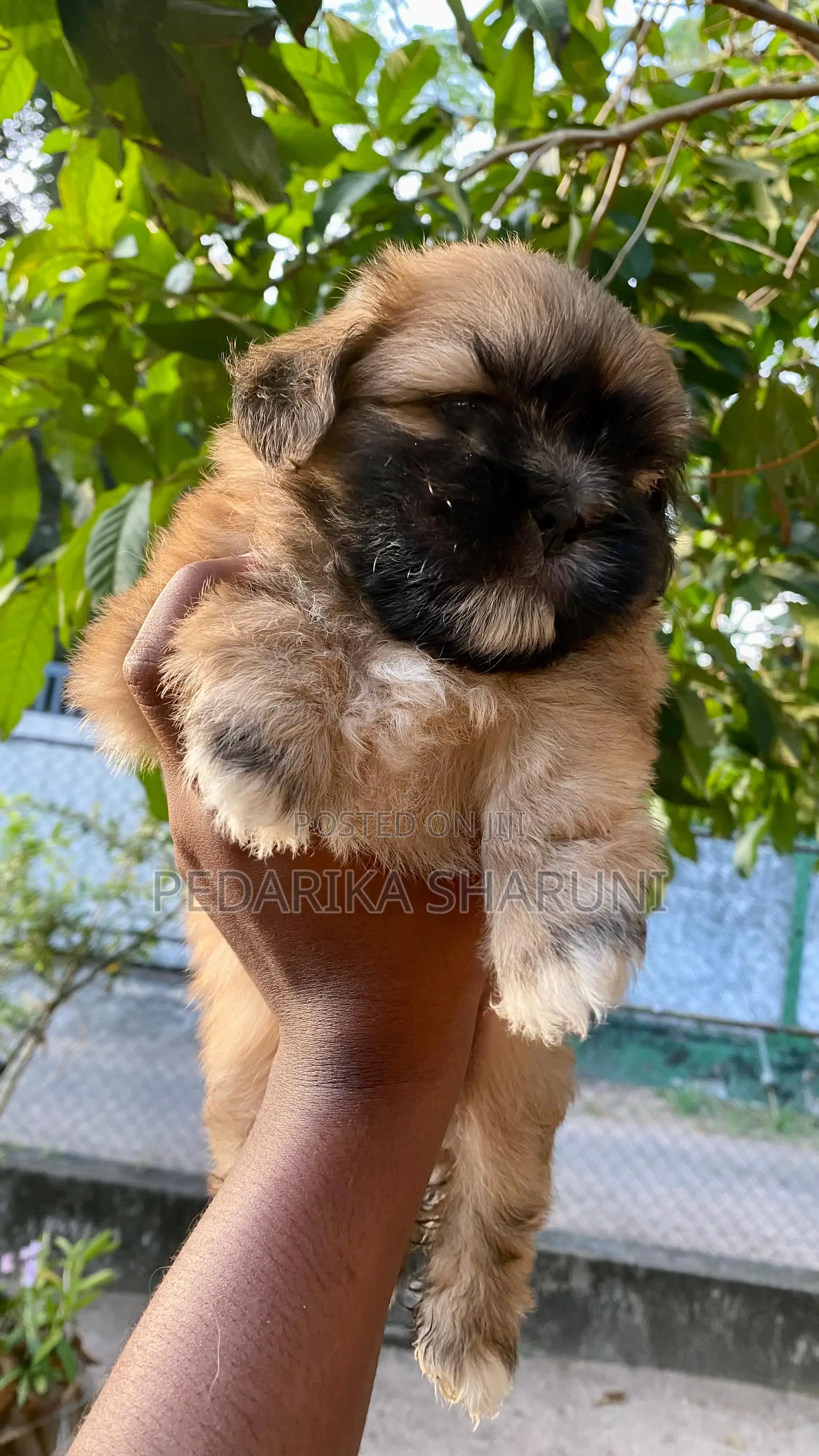 1-3 months Male Purebred Shih Tzu