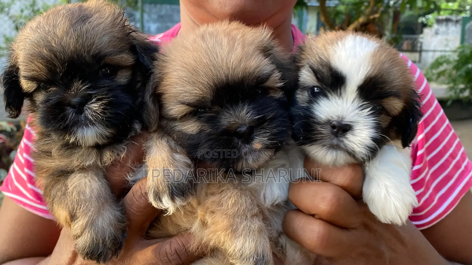 1-3 months Male Purebred Shih Tzu
