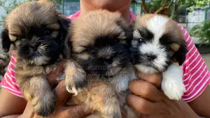 1-3 months Male Purebred Shih Tzu