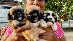 1-3 months Male Purebred Shih Tzu