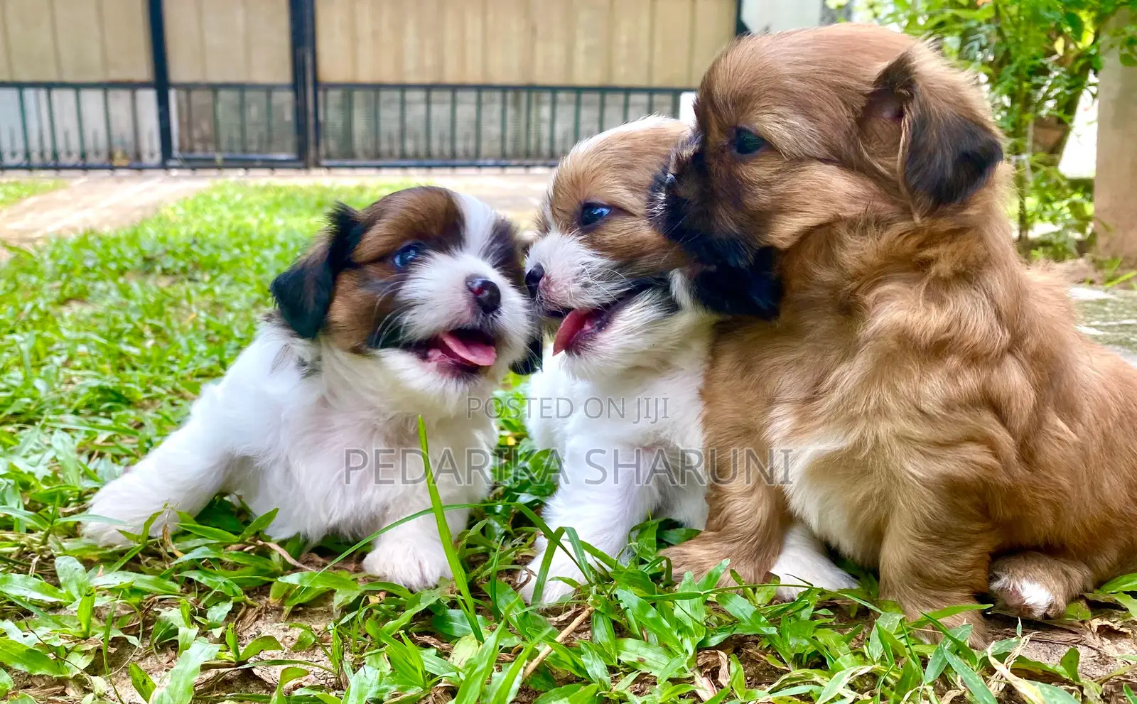 1-3 months Male Purebred Shih Tzu