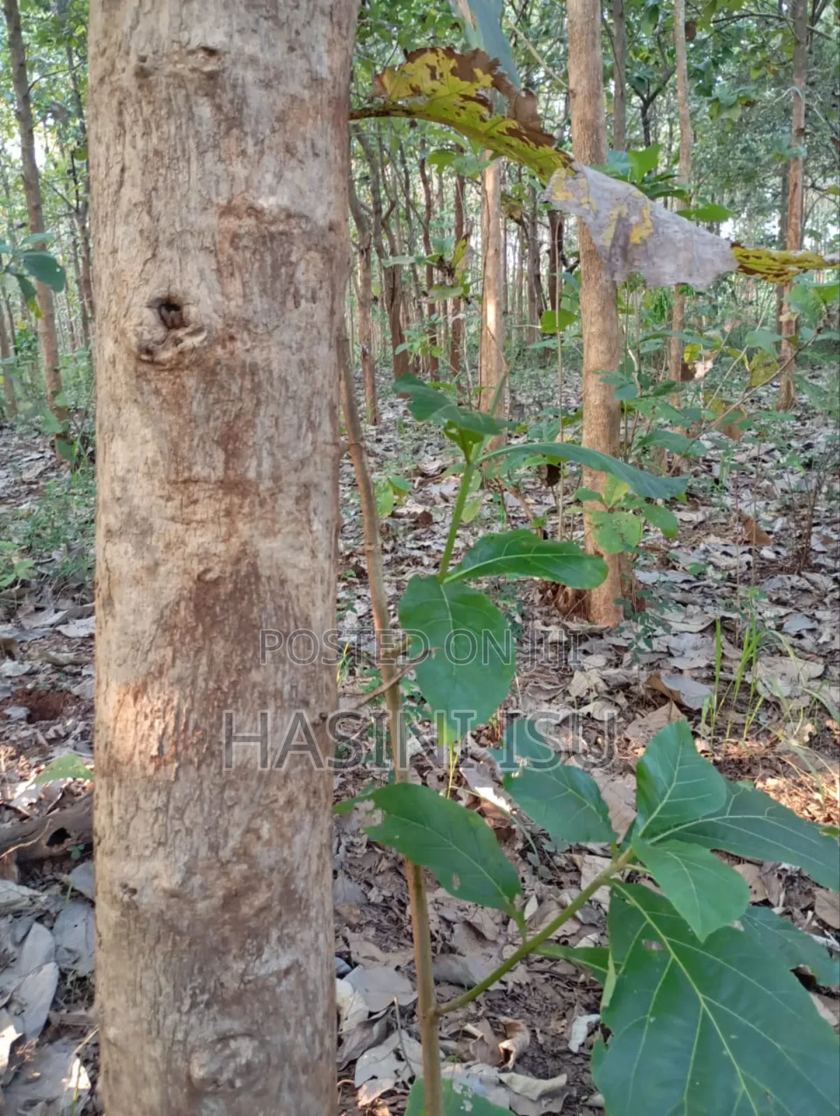 Teak Land for Sale