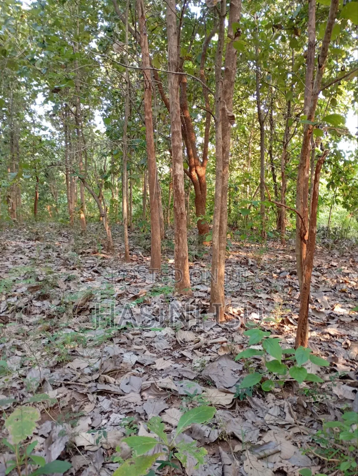 Teak Land for Sale