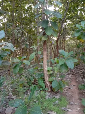 Teak Land for Sale