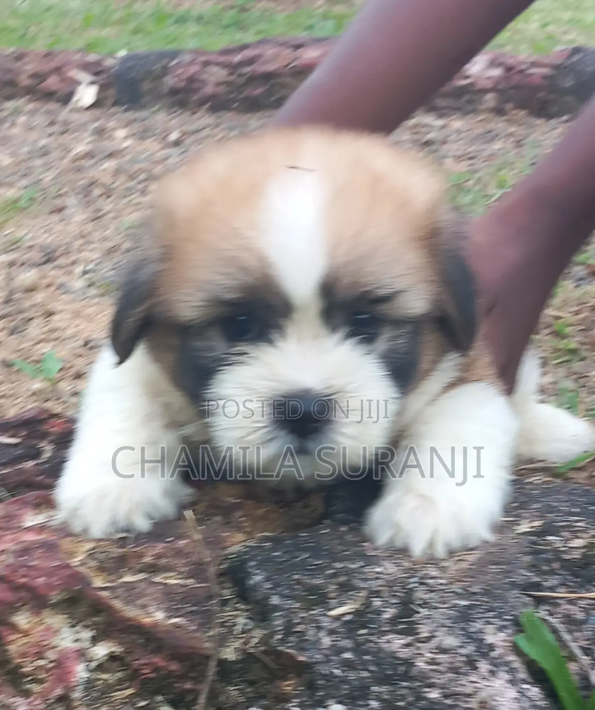 0-1 month Male Purebred Shih Tzu