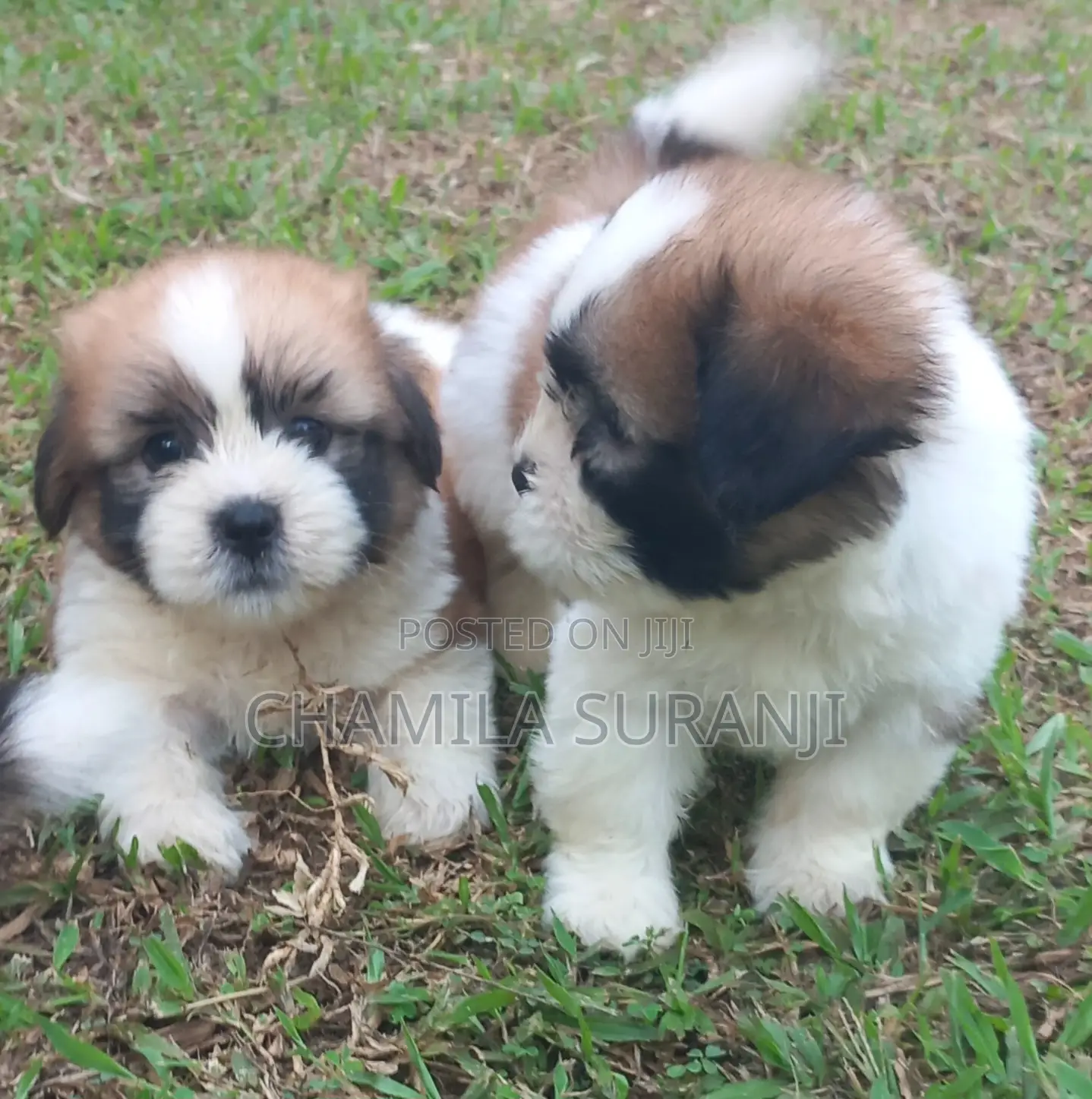0-1 month Male Purebred Shih Tzu