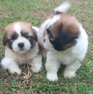 0-1 month Male Purebred Shih Tzu