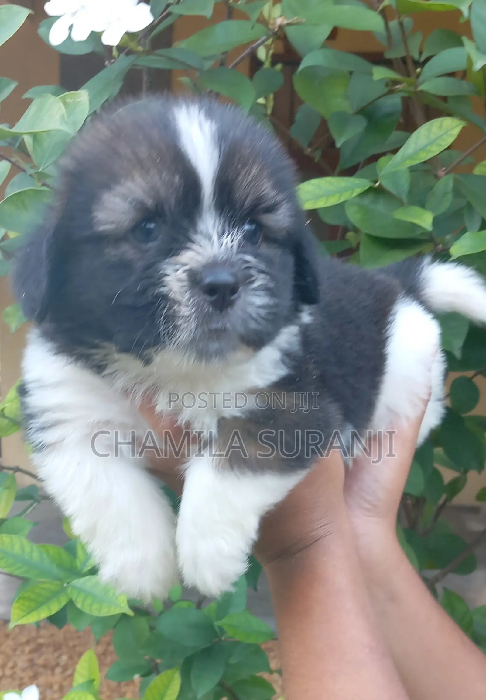 0-1 month Male Purebred Shih Tzu