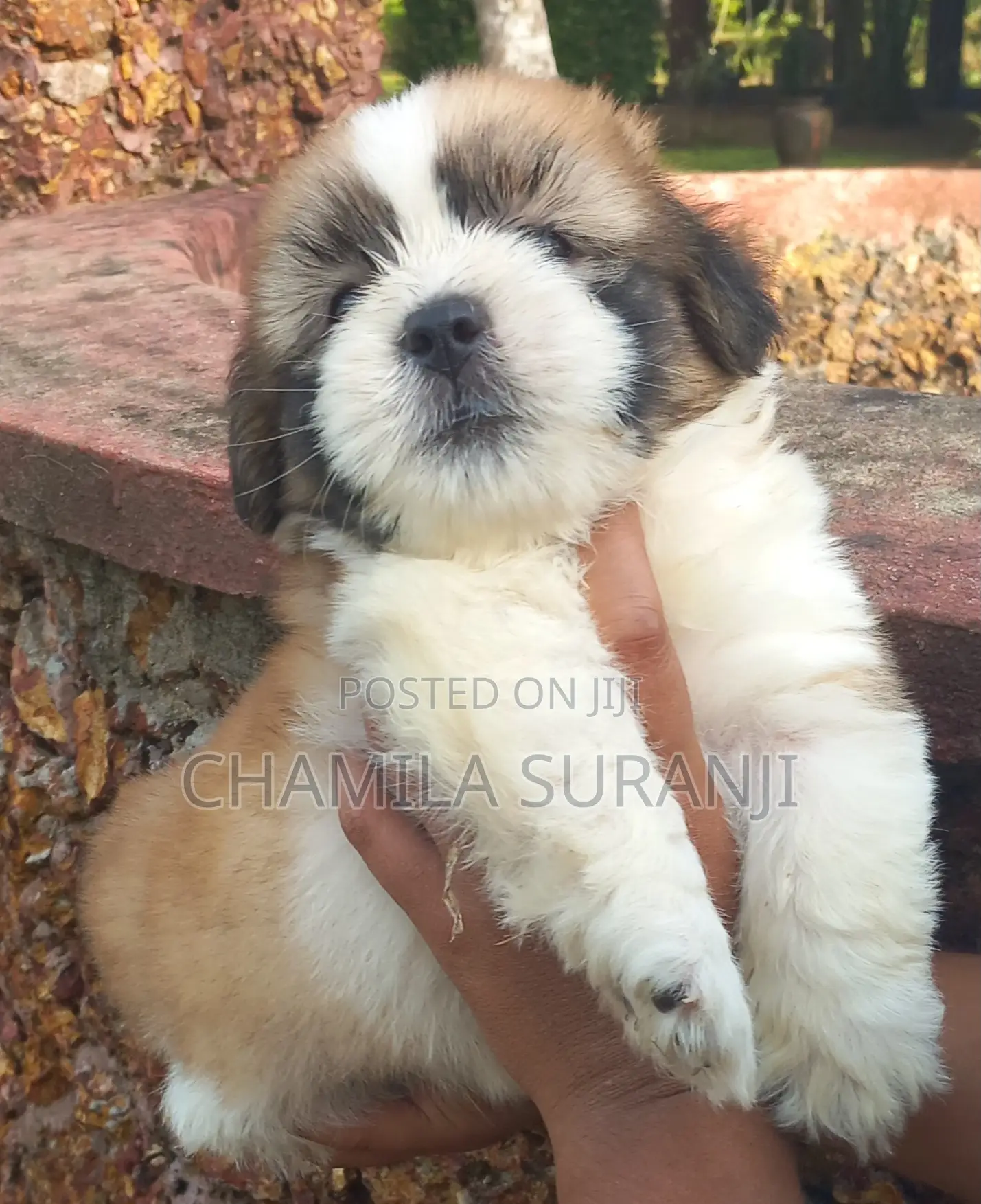 0-1 month Male Purebred Shih Tzu