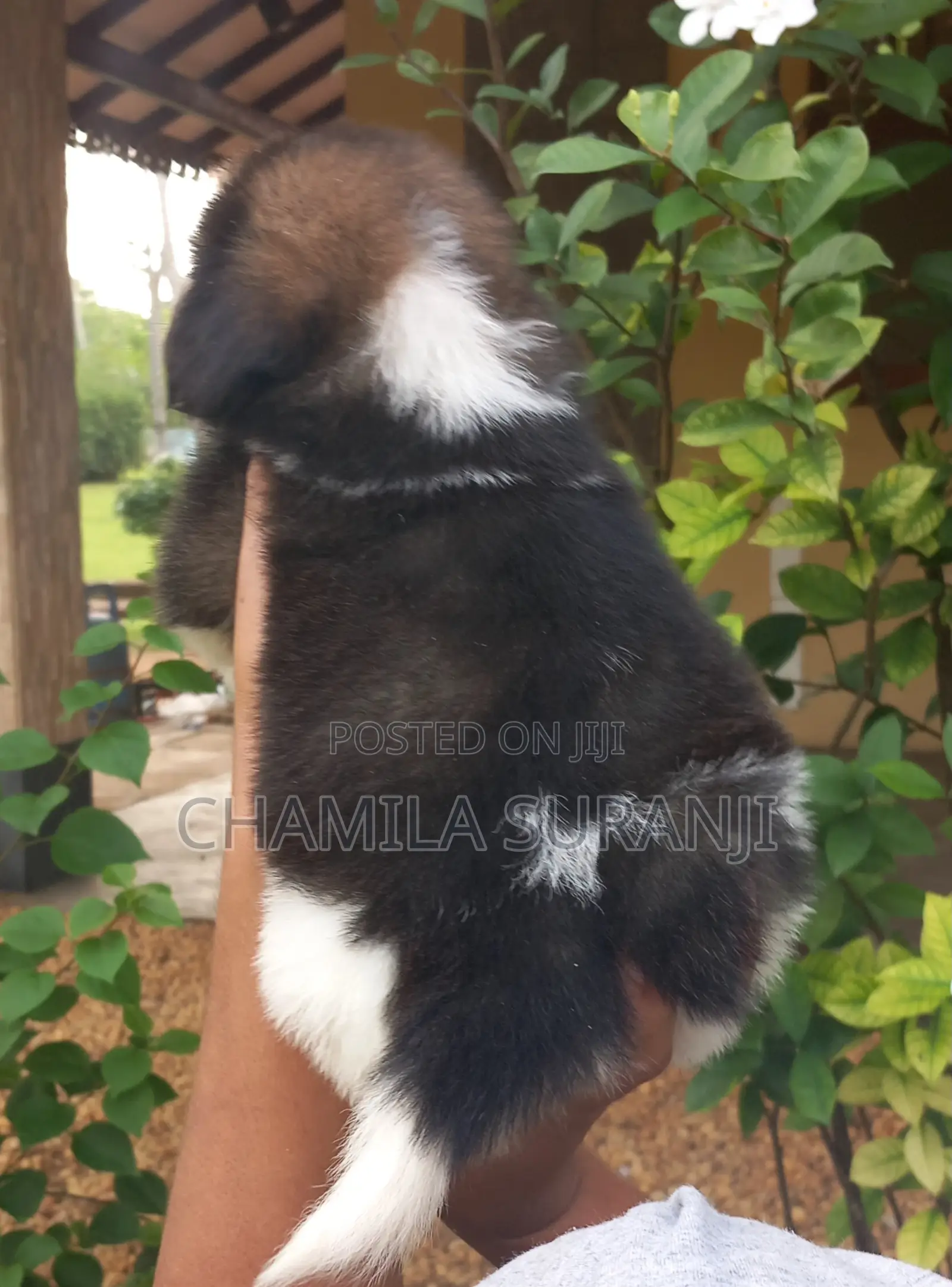 0-1 month Male Purebred Shih Tzu