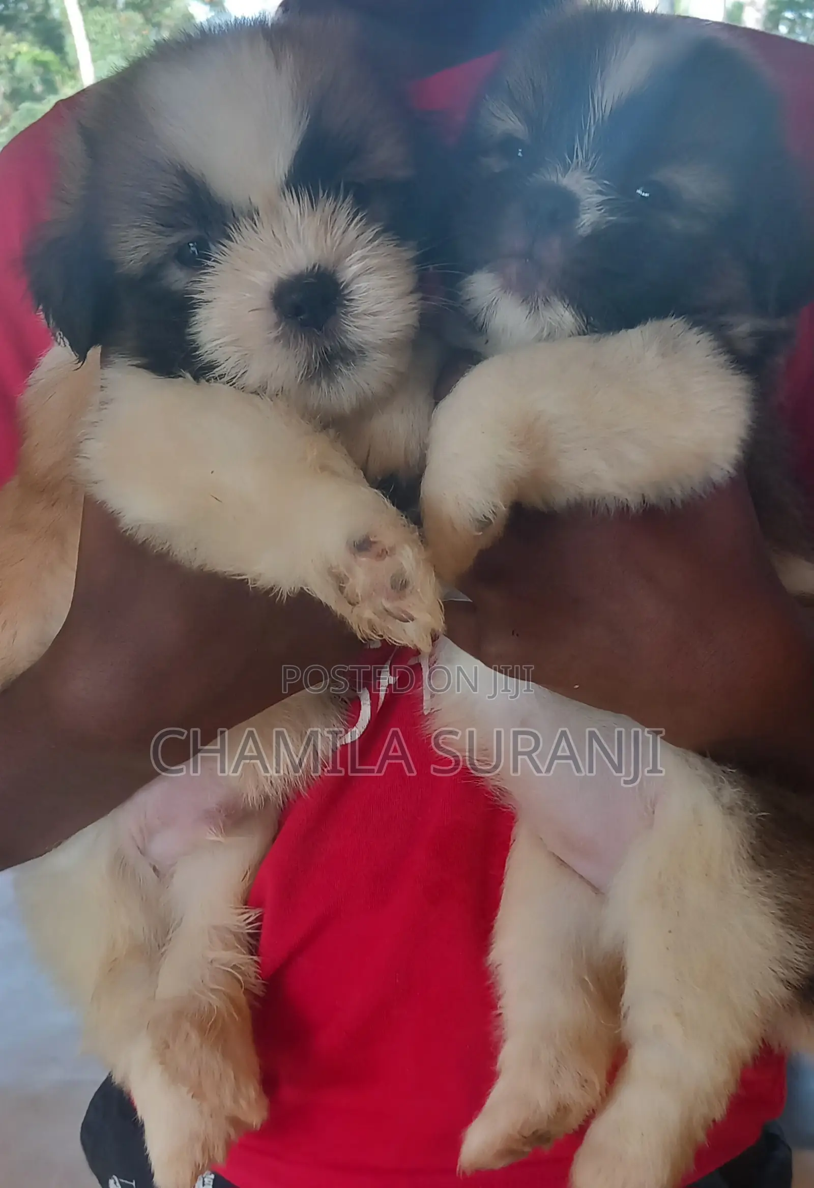 0-1 month Male Purebred Shih Tzu
