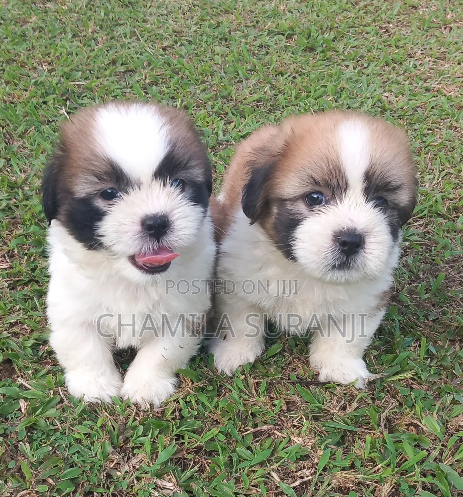0-1 month Male Purebred Shih Tzu