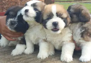 Photo - 0-1 month Male Purebred Shih Tzu