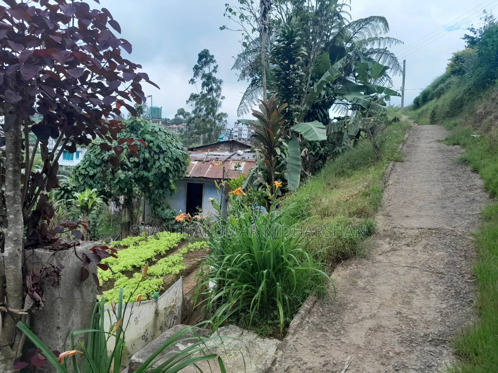 Land for Sale in Nuwaraeliya