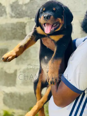Photo - 1-3 months Female Purebred Rottweiler