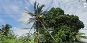 Photo - Raddolugama 22.5 Perch Land or as 2 Plots for Sale