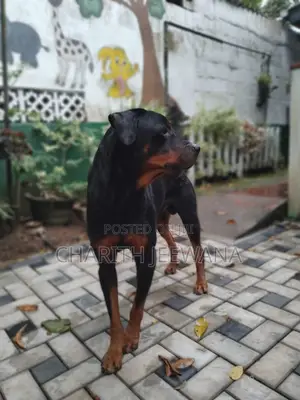Photo - 1+ year Male Purebred Rottweiler