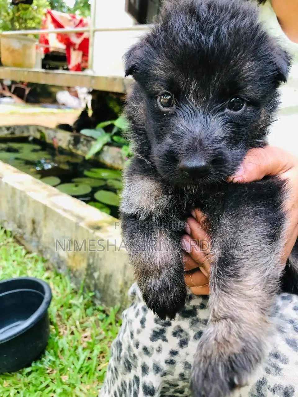 0-1 month Male Purebred German Shepherd