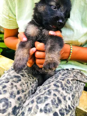 Photo - 0-1 month Male Purebred German Shepherd