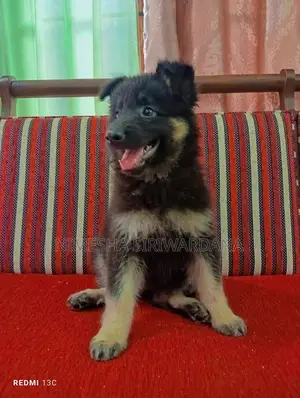 Photo - 1-3 months Male Purebred German Shepherd