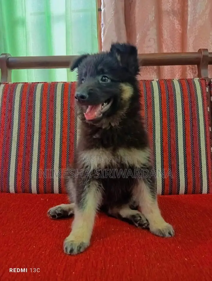 1-3 months Male Purebred German Shepherd