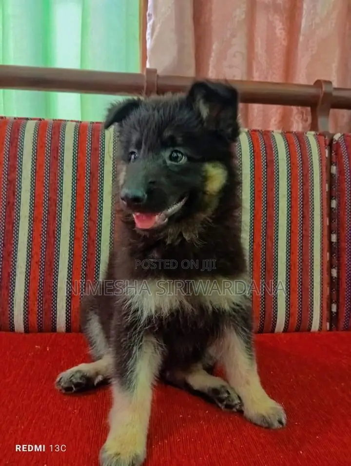 1-3 months Male Purebred German Shepherd