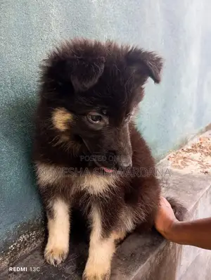 1-3 months Male Purebred German Shepherd