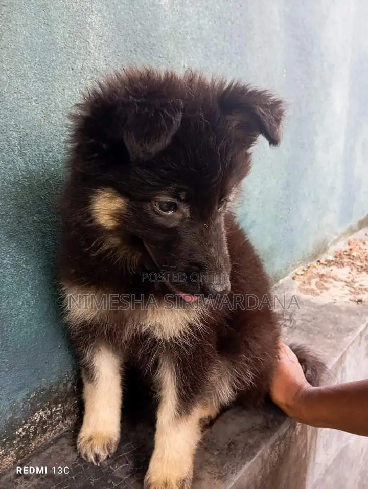 1-3 months Male Purebred German Shepherd