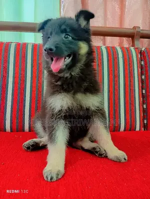 1-3 months Male Purebred German Shepherd