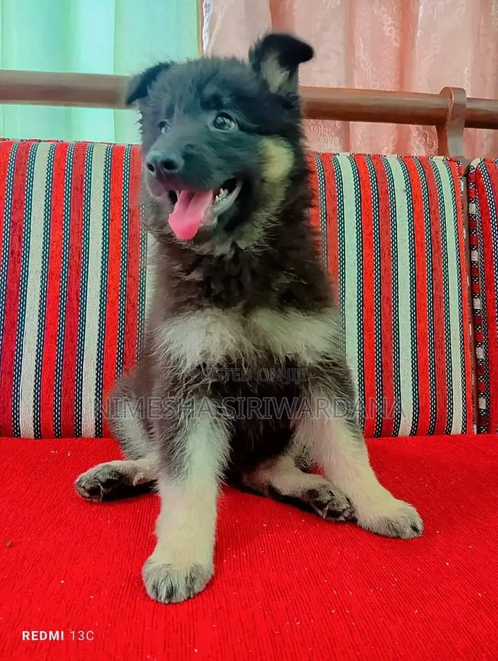 1-3 months Male Purebred German Shepherd