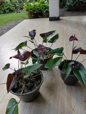 Photo - Bangkok Anthurium