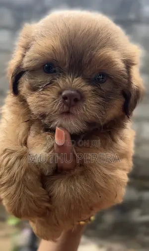 Photo - 1-3 months Male Purebred Shih Tzu