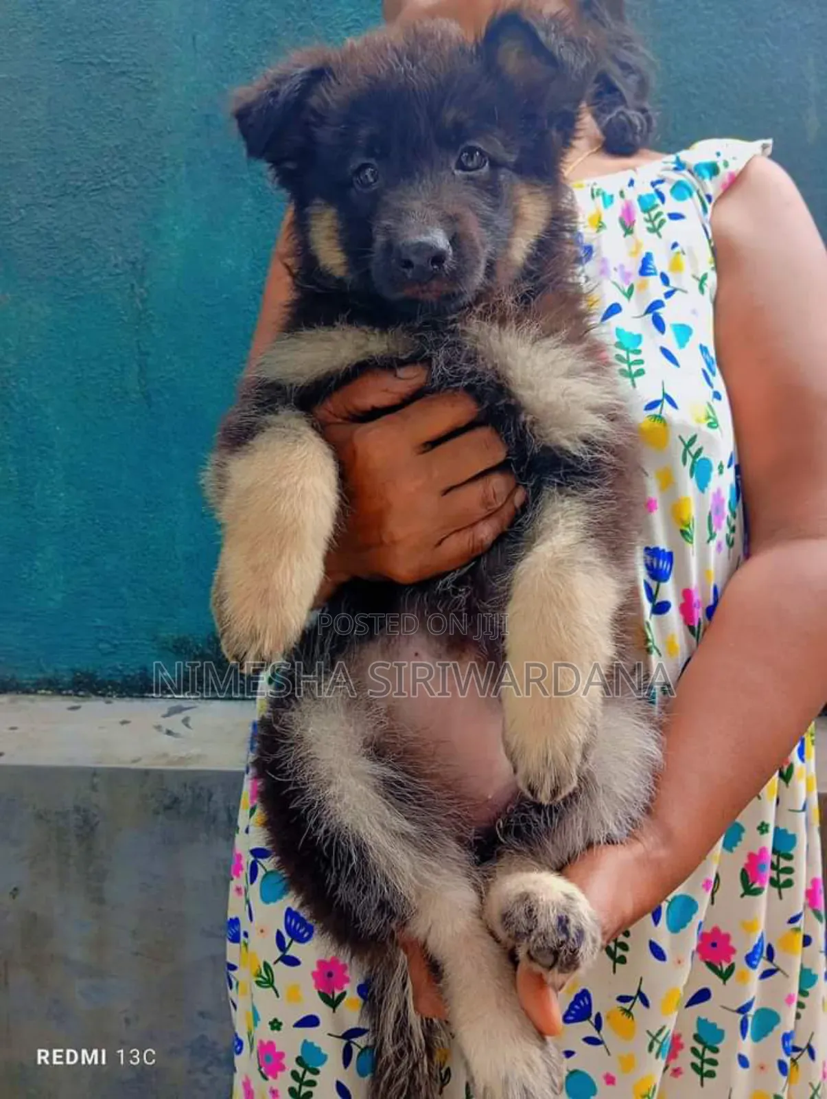 1-3 months Female Purebred German Shepherd