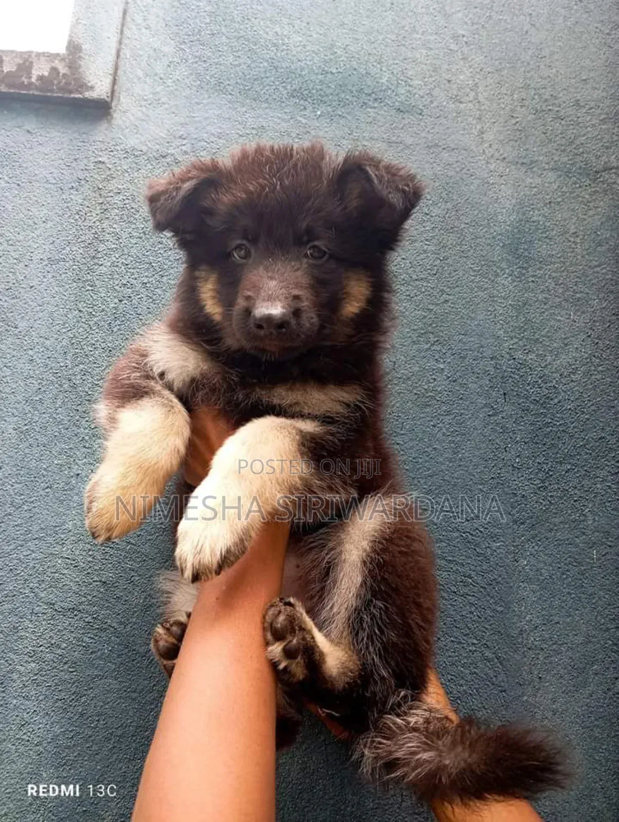 1-3 months Female Purebred German Shepherd