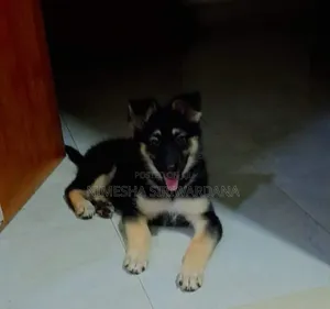 Photo - 1-3 months Female Purebred German Shepherd