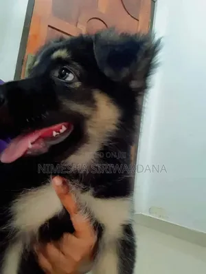 1-3 months Female Purebred German Shepherd